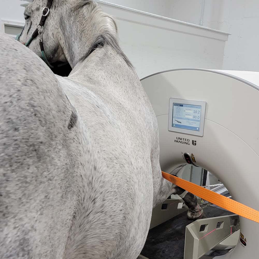 Equine CT | VetweRx Equine