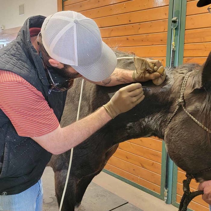 Stem Cell, Longmont Vets