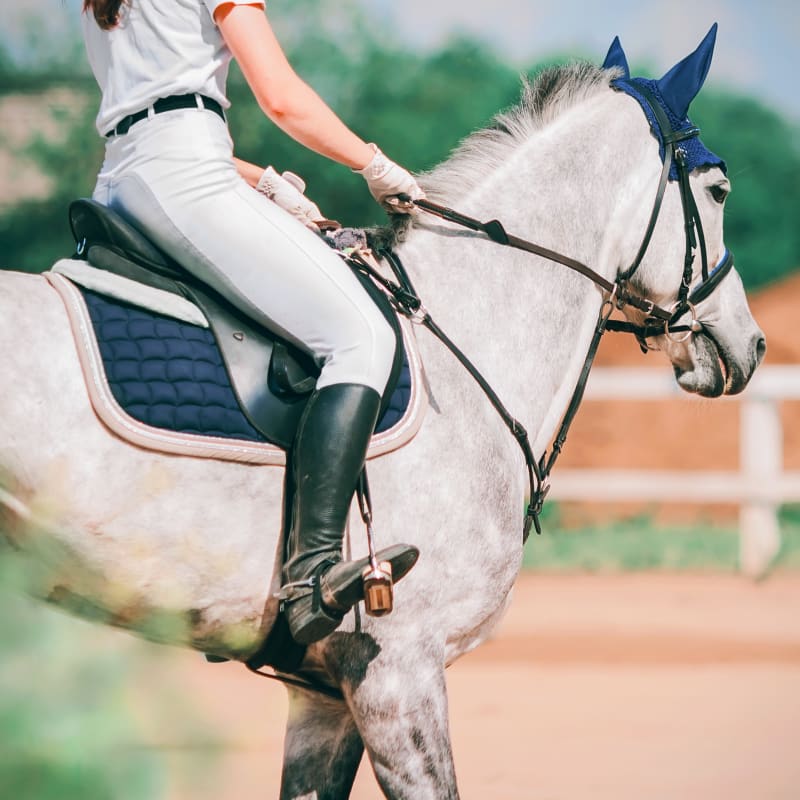 Stem Cell Therapy, Longmont Vets