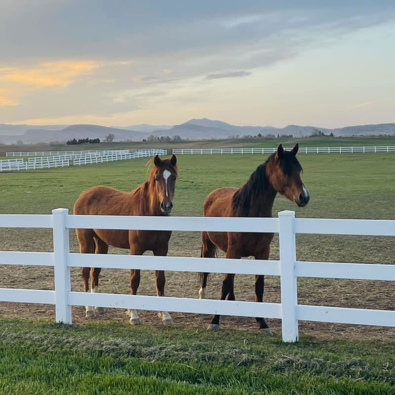 Equine Rehabilitation, Longmont Vets