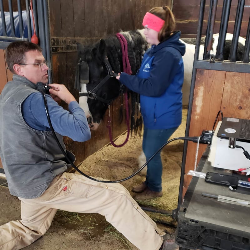 Equine Video Endoscopy, Longmont Vets